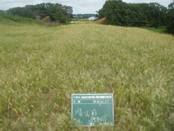 中根・金田台地区県道上野新治線整備その他工事 発注者：（独）都市再生機構　首都圏ニュータウン本部 平成27年3月竣工 着工前