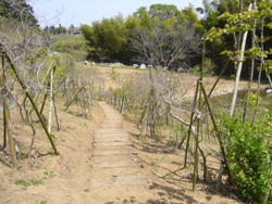溜池を望む斜面を自然木（山つつじ・ナシハゼ・山桜・やまぼうし等）で植込み木段を作り周辺を修景しました